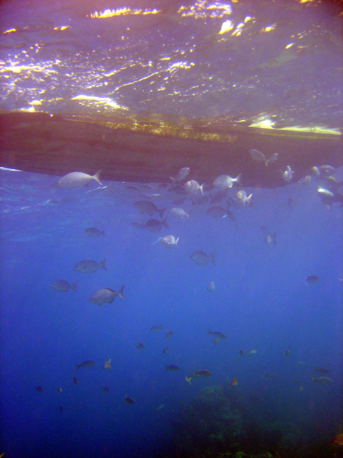 Submarinismo en el arrecife