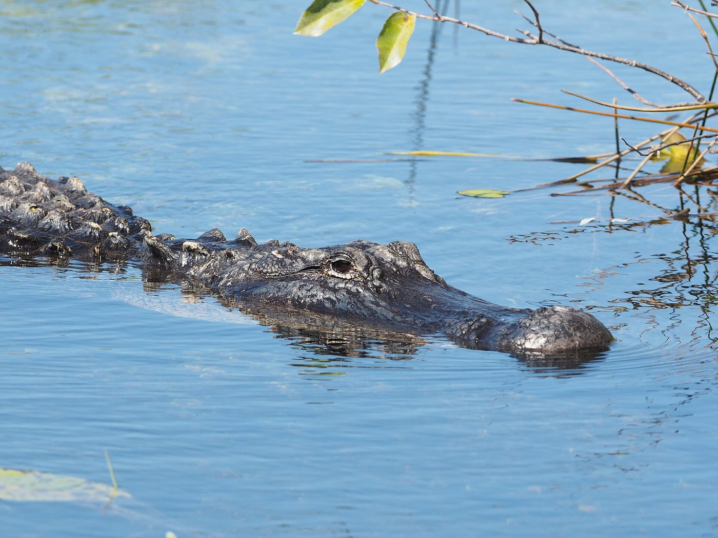 Caiman americano en los Everglades