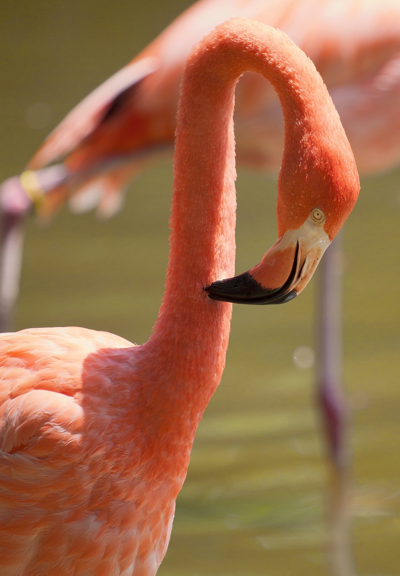 Flamencos, una de las especies nativas