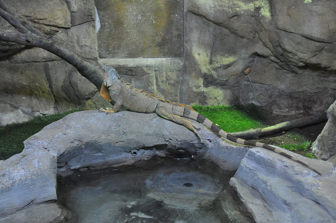 Iguana verde, especie invasora en Florida