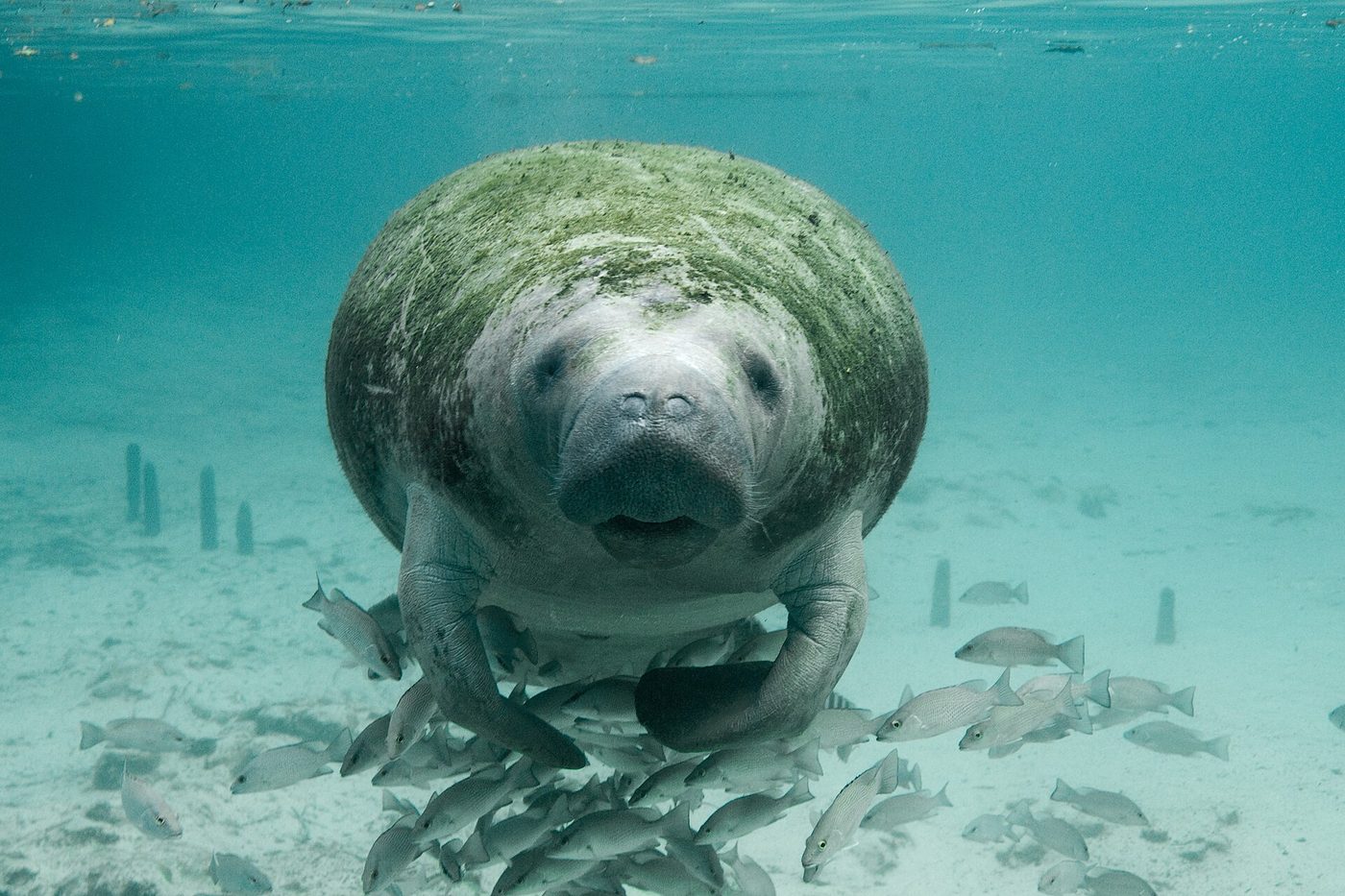 Un manati en aguas de Florida